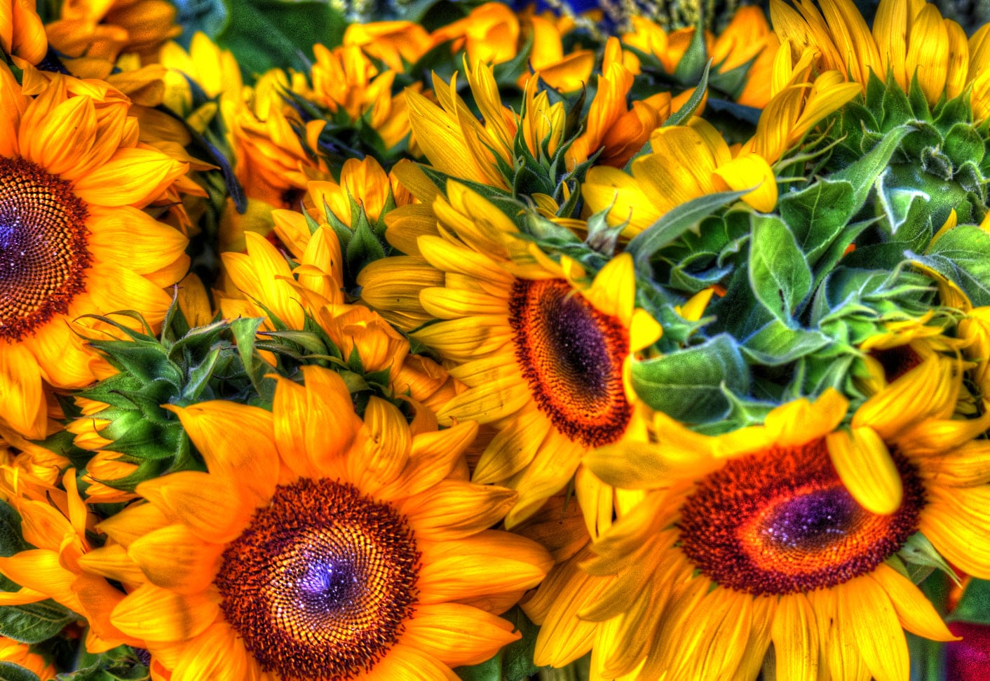 Sunflower is a symbol of unity, justice and prosperity. John Barry