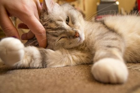 5 ways to make a cat affectionate