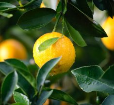 Benefits of the Lemon Diet: The Secrets of Weight Loss