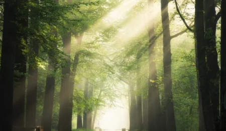 Forest Bathing – Why It Is Healing
