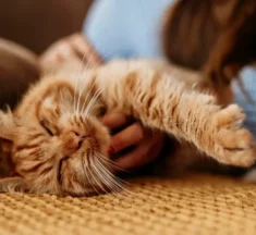 Why Living With a Cat Changes the Energy of a Home