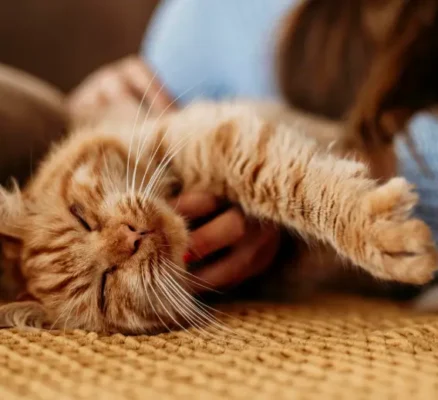Why Living With a Cat Changes the Energy of a Home