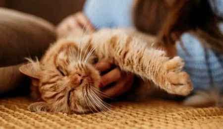 Why Living With a Cat Changes the Energy of a Home