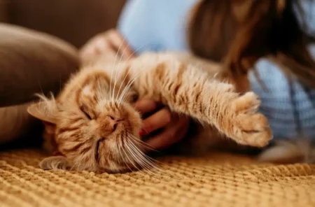 Why Living With a Cat Changes the Energy of a Home